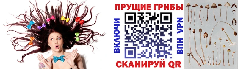 Галлюциногенные грибы Psilocybe  Козельск 